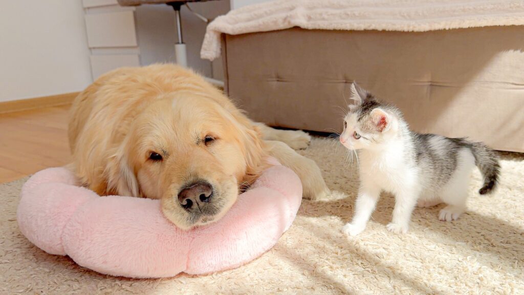 A golden retriever dog rests his head on a pink cushion. To the right, a small kitten looks at him.