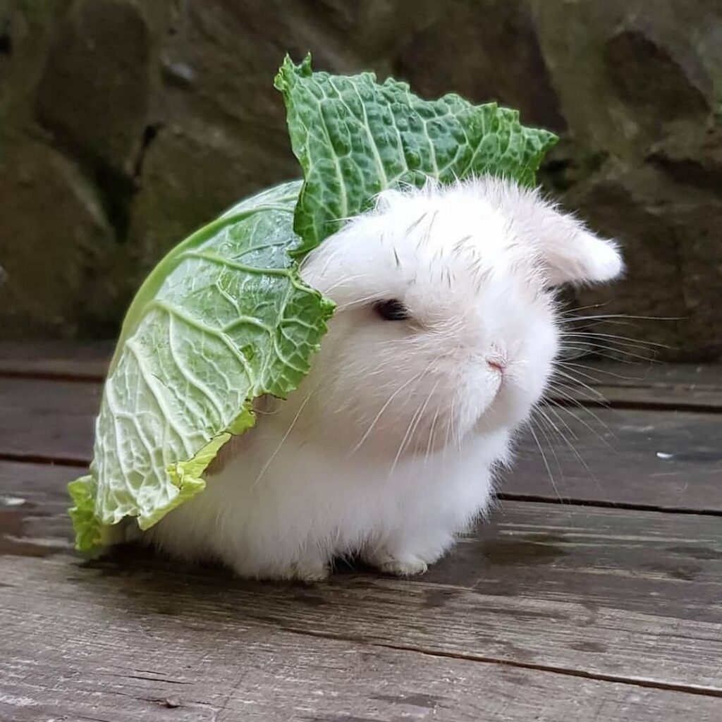 A small white dwarf rabbit where's a large cabbage leaf on its back, creating the appearance of a tortoise shell