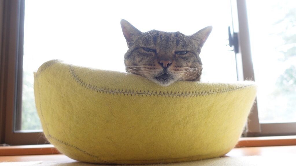 A cat sits in a yellow cat bed so that only her head is visible
