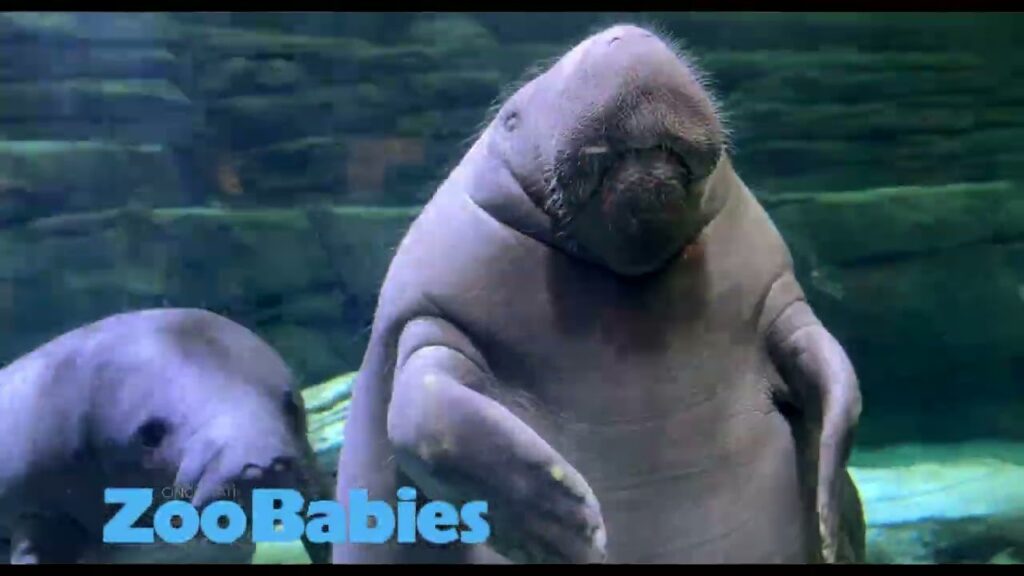 Two manatees 