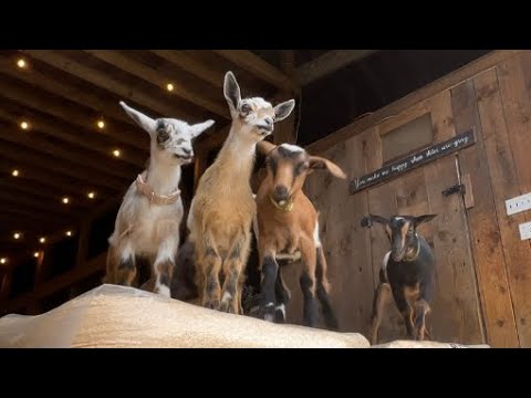 Four baby goats stand in the doorway of a barn and look out.