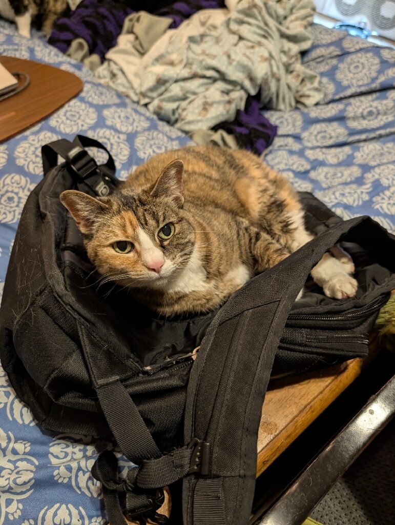 A cat sits on a backpack.
