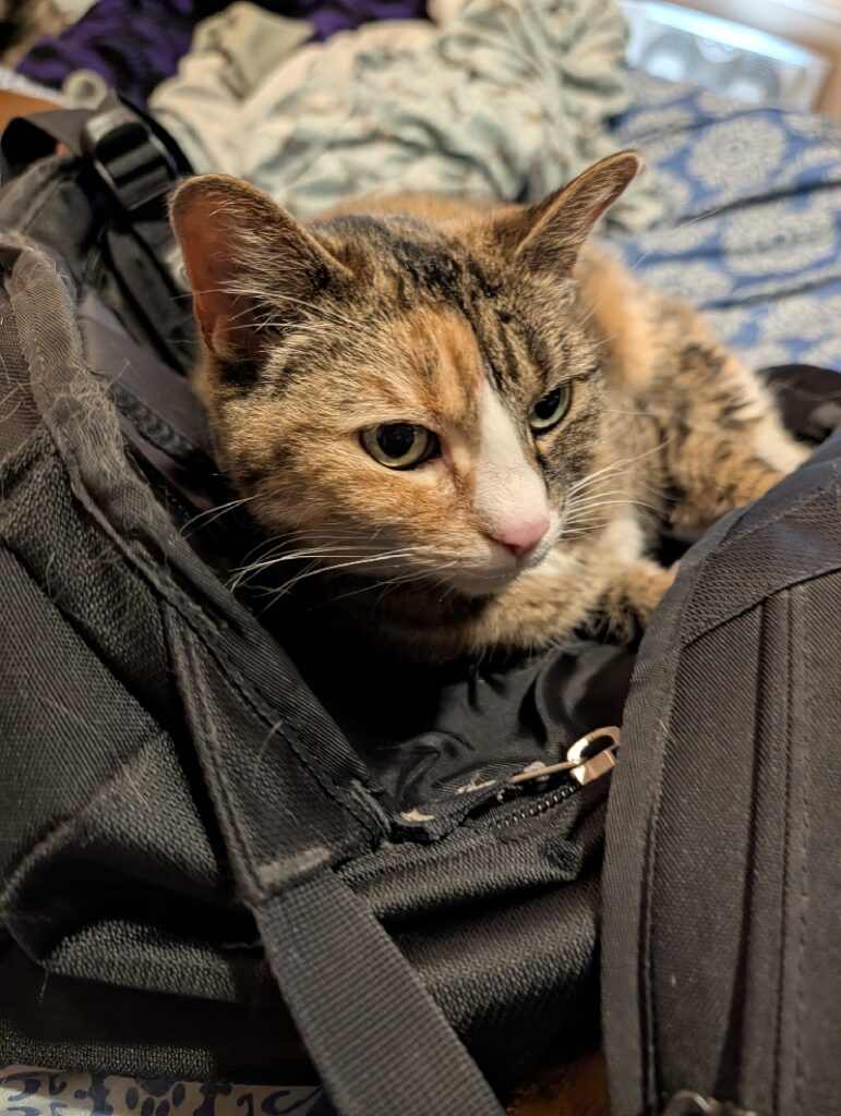 A cat sits on a backpack.