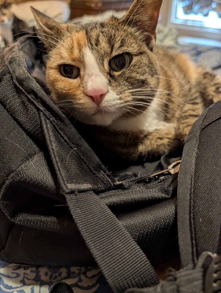 A cat sits on a backpack.