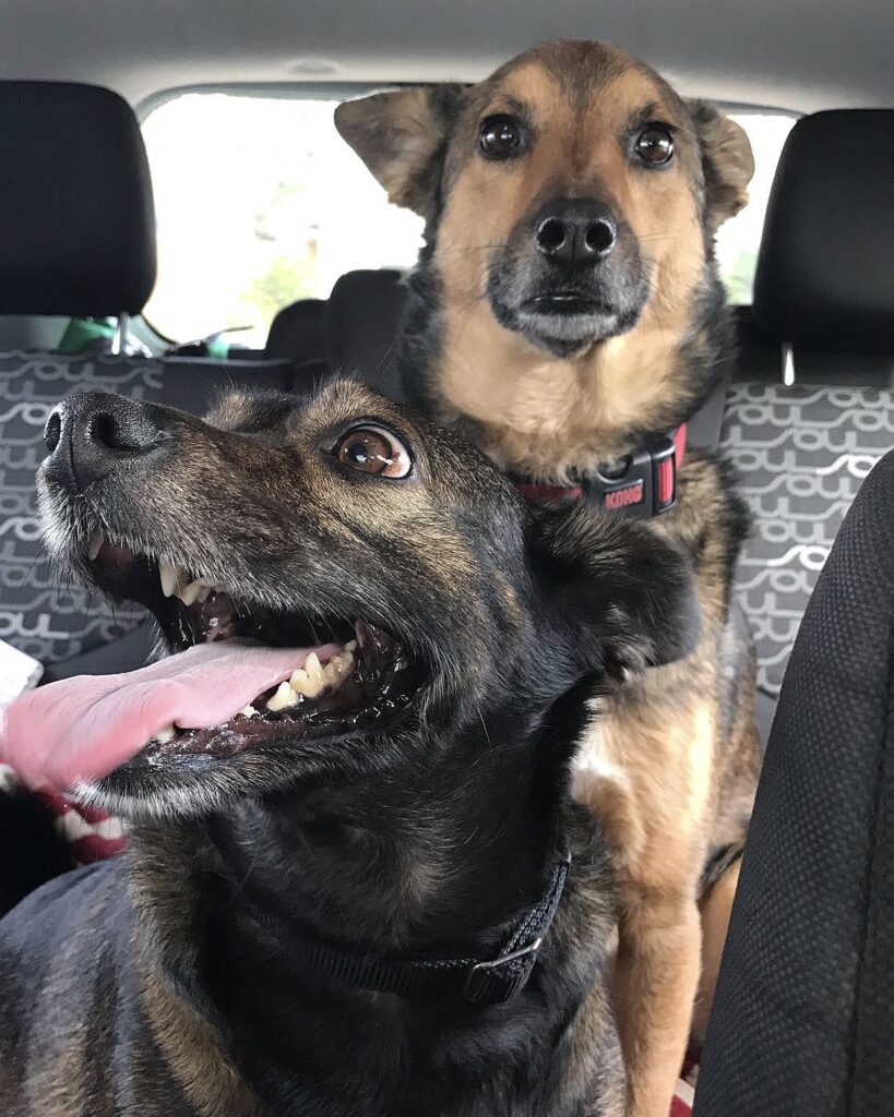 Yeah, no problem. Two dogs sit in the backseat of a car. the dog in the foreground has its mouth open in a happy smile, while the dog behind him has a serious expression.
