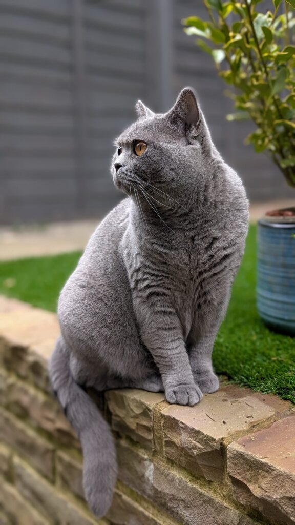 A cat with slate gray fur sits on a brick wall in an outdoor space. There is a patch of green grass behind the cat and to the right the branches of a small bush can be seen.