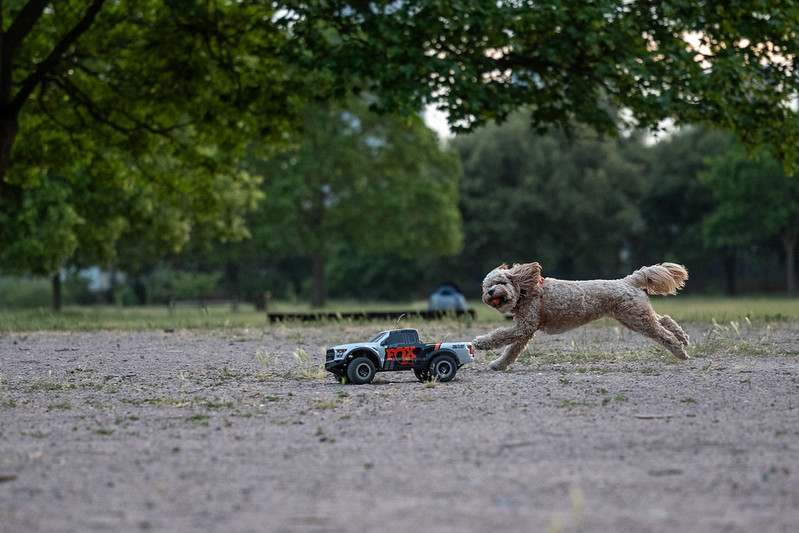 a radio controlled toy car, driving across a dirt field, with a dog sprinting behind in pursuit.