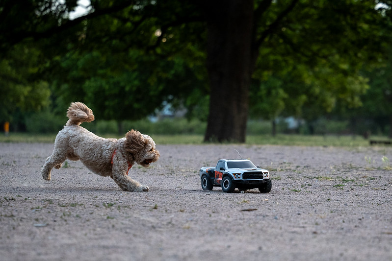 the same toy car, photographed from further away. A poodle dog is running behind the car, chasing it.