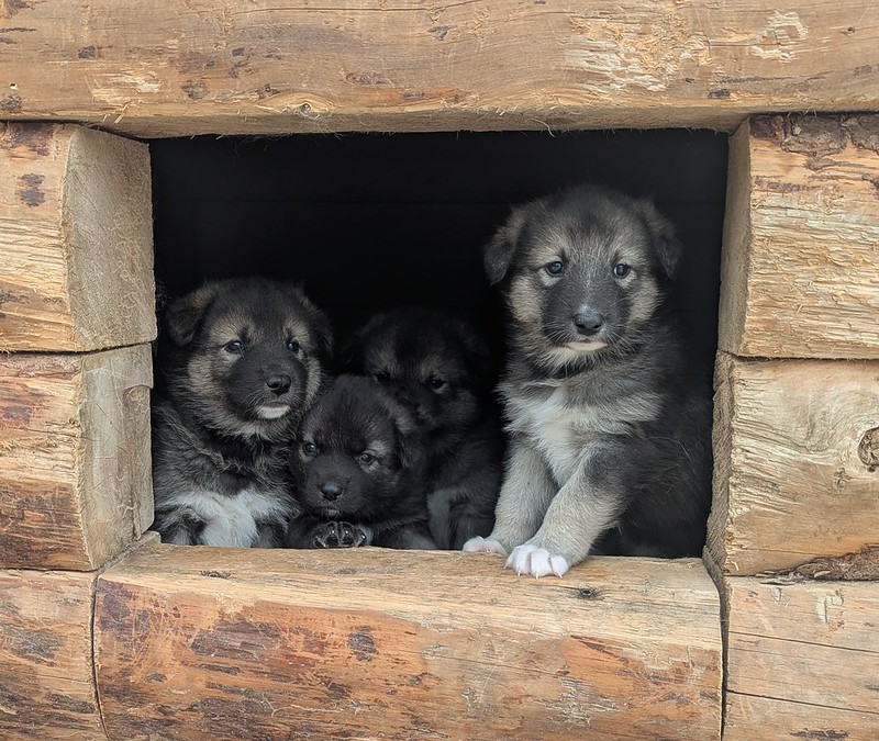 The wall of a log cabin, with a rectangular hole cut into it. Four puppies are looking anxiously through the hole.