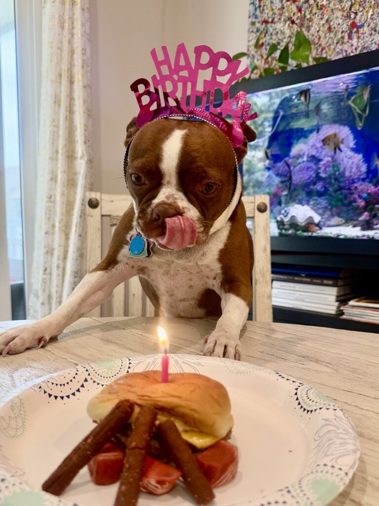 You'll want to stock up the freezer for that one. A dog stands up behind a table on which is a hamburger with a candle in it and three cooked sausages. The dog is wearing a hat that says "happy birthday"
