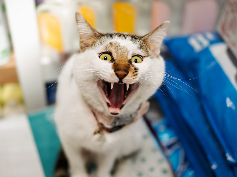 A cat seems to be looking at something just behind you. The cat's mouth and eyes are open wide as if in terror.