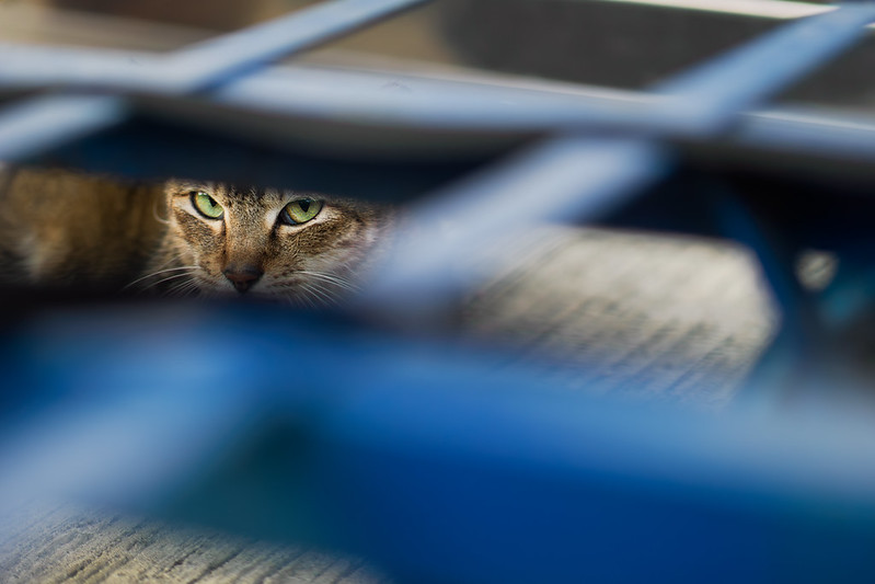 A cat hides under a metal grate and looks up at you