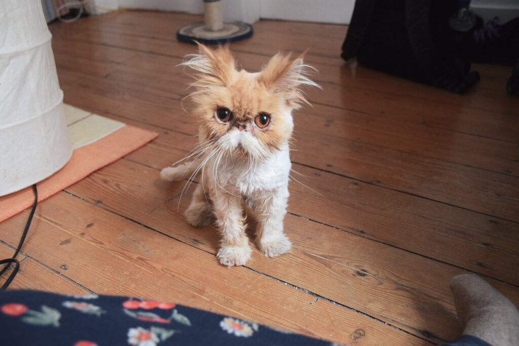 A cat with orange fur has a prominent white mustache and large tufts of fur growing from the ears.