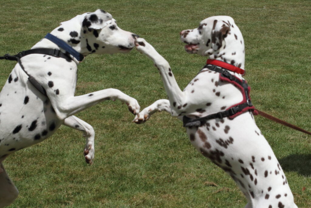 Two Dalmatian dogs playing together, both are on their hind legs. The dalmatian on the right appears to be touching its paw to the nose of the dalmatian on the left.