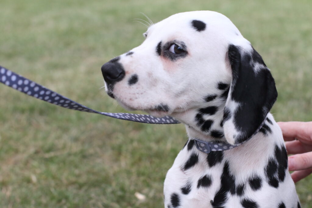 A Dalmatian dog facing to the left gives you a sly side glance.
