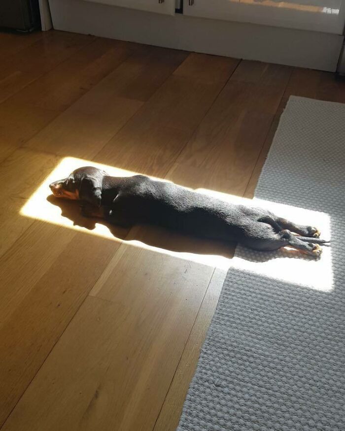 A dachshund a dog with dark brown fur lies sleeping on its stomach. The dog is perfectly contained within a rectangle of sunlight cast upon the floor.