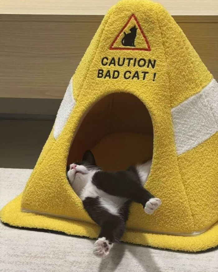 A cat sleeps in a felt cat bed shaped like a traffic cone.