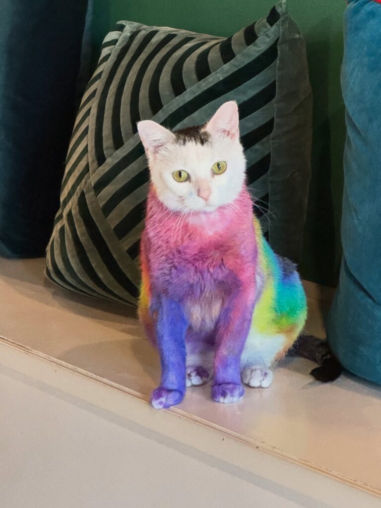 A cat with naturally white fur has been dyed in rainbow colors below her head.