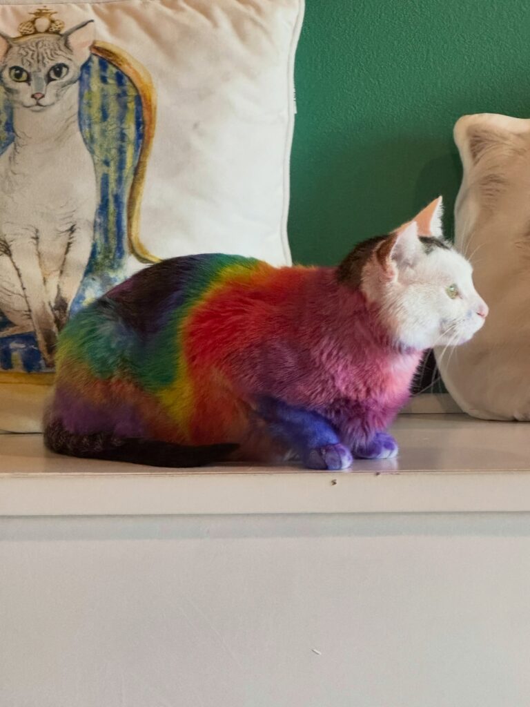 A cat with naturally white fur has been dyed in rainbow colors below her head.