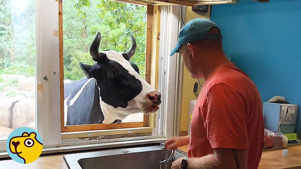 Inside a home kitchen, a cow pokes her head through an open window and looks at a man on the other side.