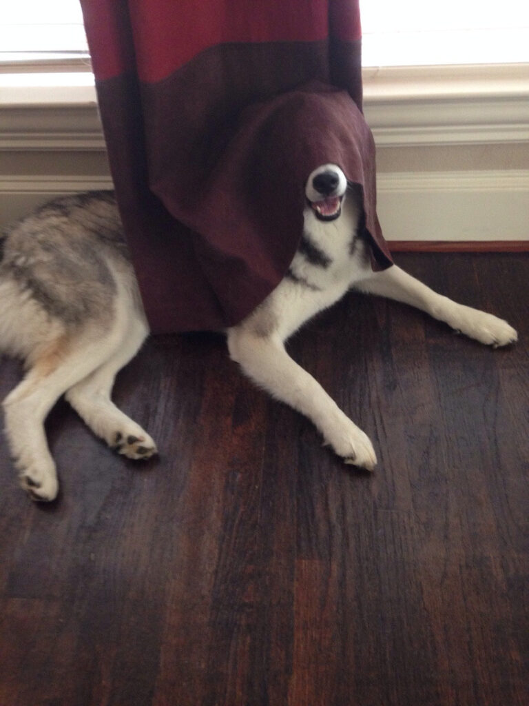 A dog lies on the floor behind the draperies. The dogs nose peeks out from behind the draperies but its eyes are covered.