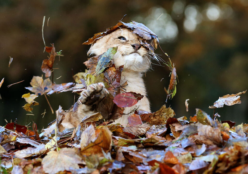 RAWR! A small cat leaves up from its hiding place within a pile of leaves