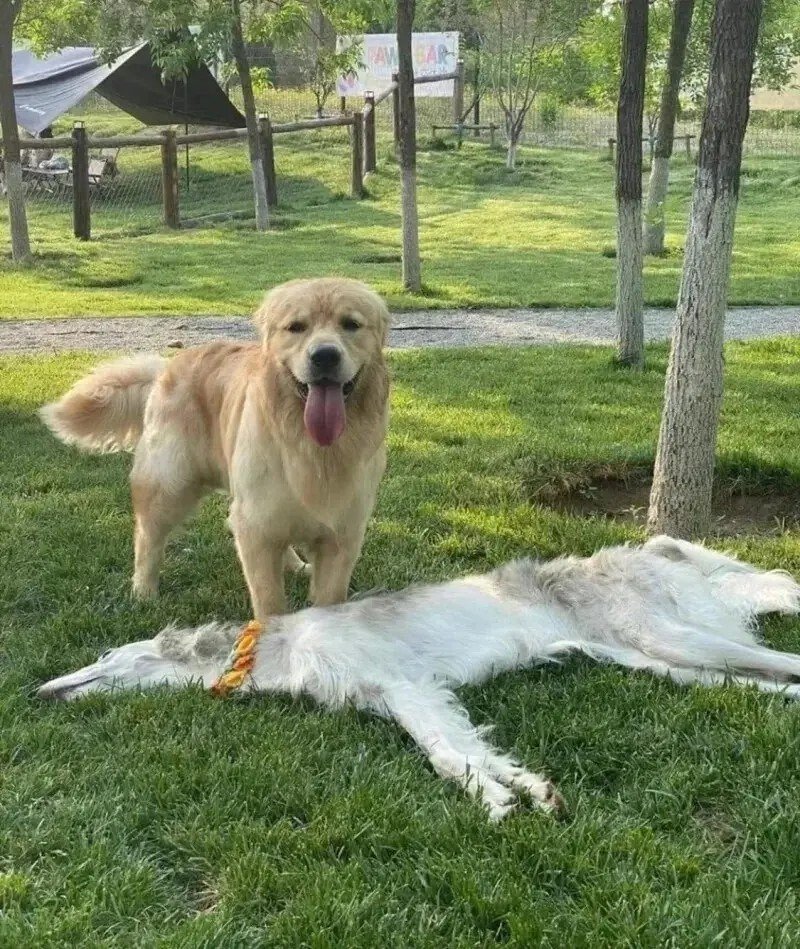 Two dogs together on the grass. One dog is standing upright, the other is lying flat on the grass so that it almost looks deflated.