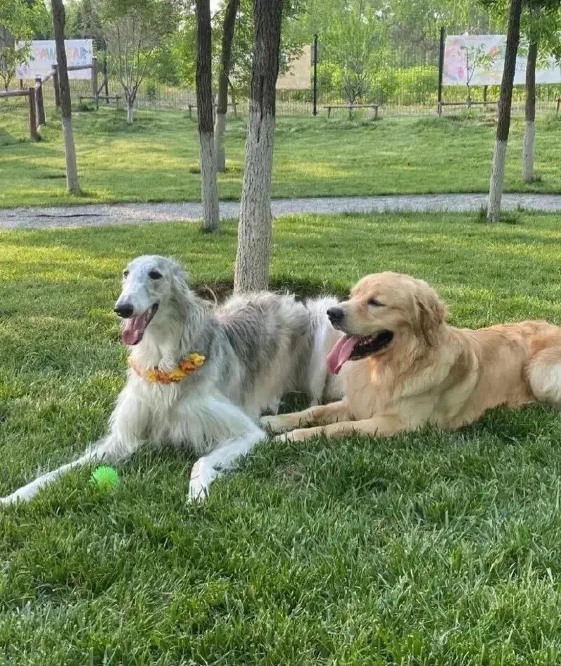 The same two dogs, now sitting together