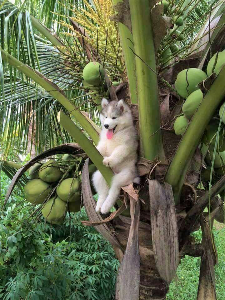 An Alaskan Malamute dog sits high in a tree full of coconuts