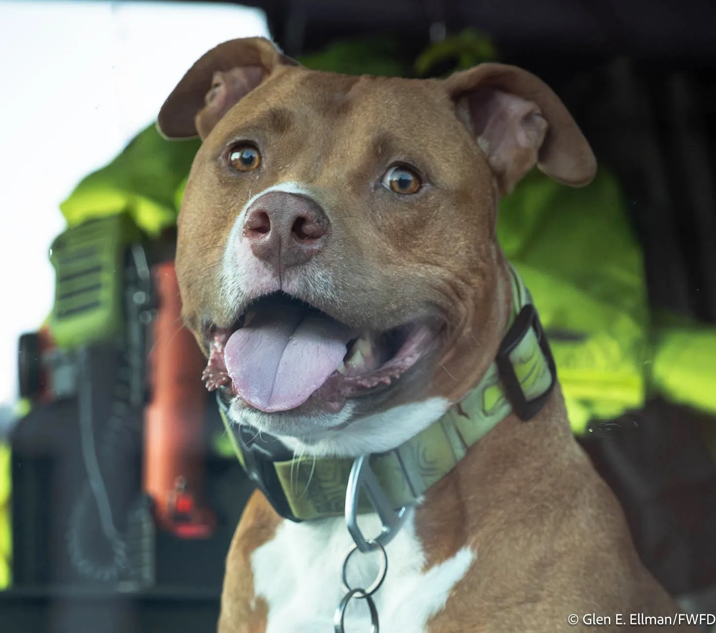 Close up of the face of a dog