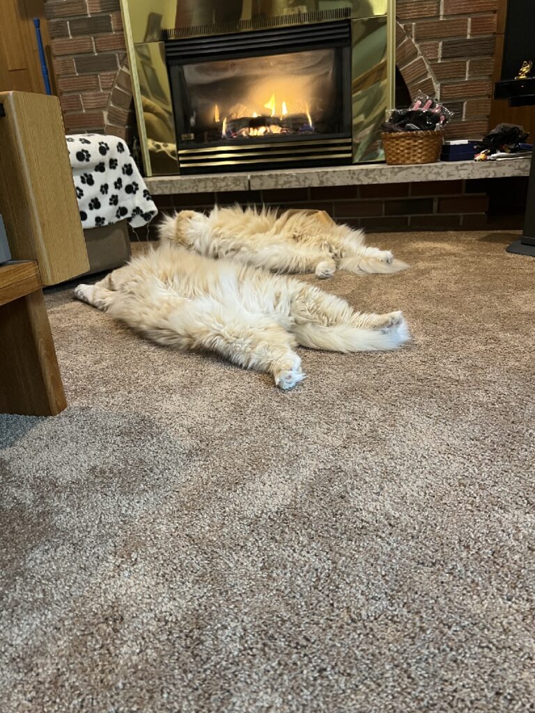 Two cats with fluffy cream colored fur lie on a beige carpet almost the same color as they are. Behind them is a fireplace with a fire roaring behind a glass door.
