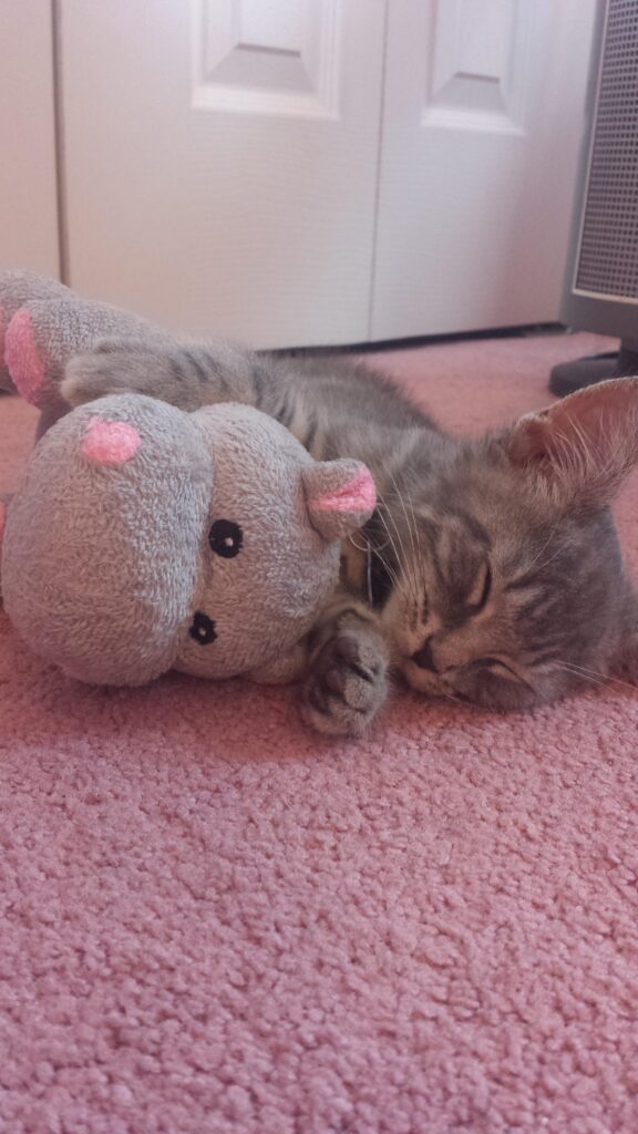 A sleeping kitten lies on a carpeted floor holding on to a stuffed hippo toy