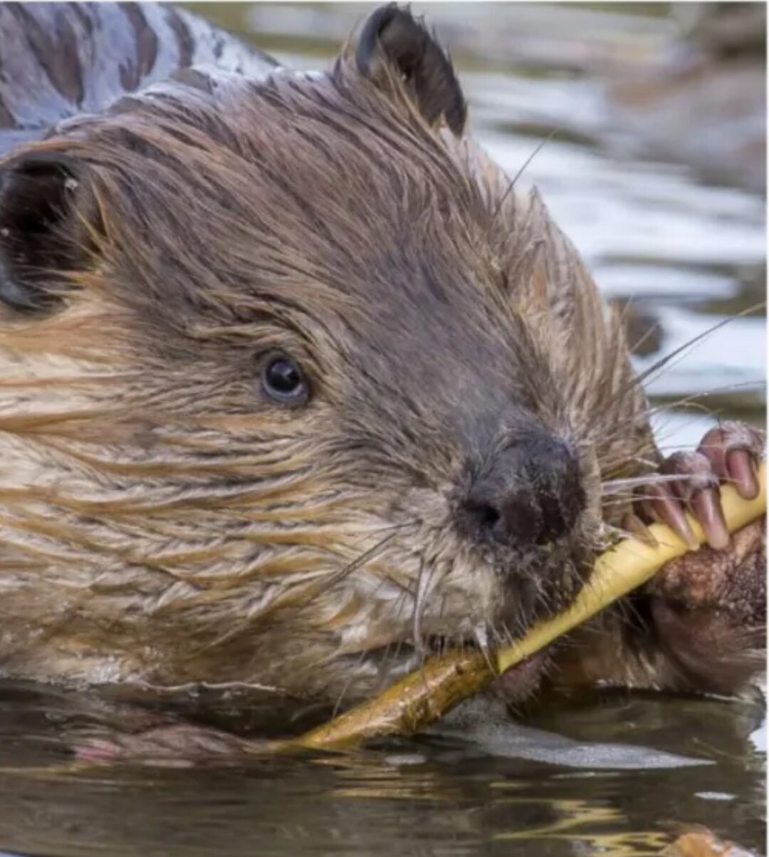 A beaver chews on a stick.