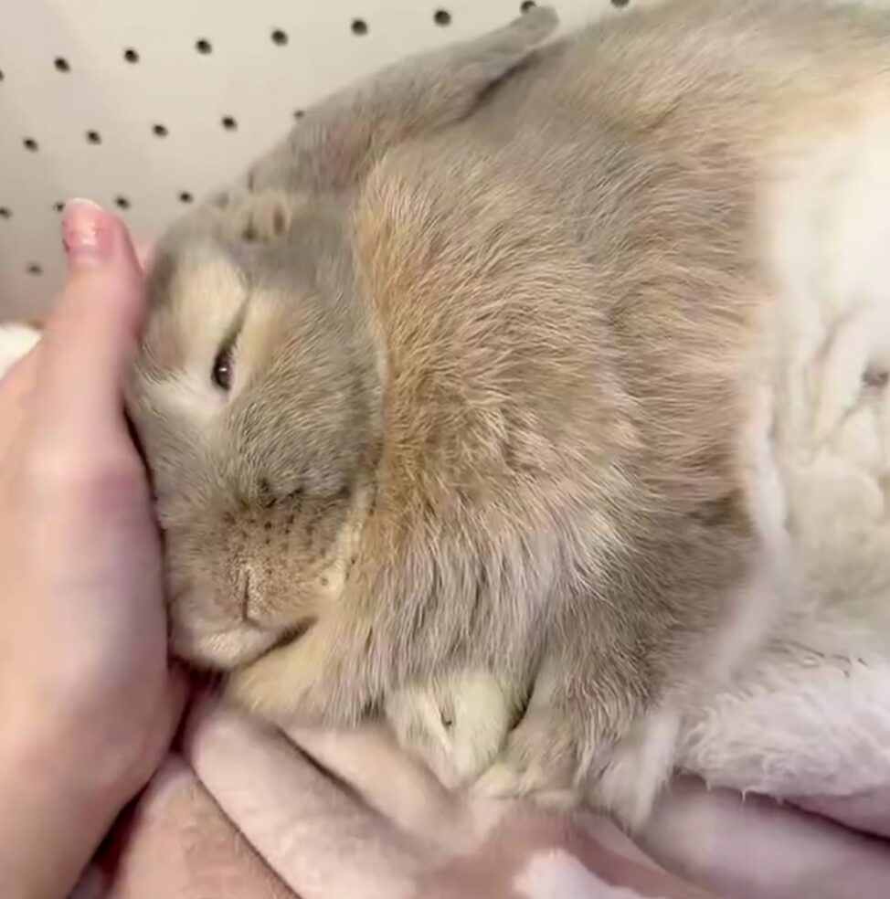 A sleepy rabbit rests its head in the palm of a human hand.