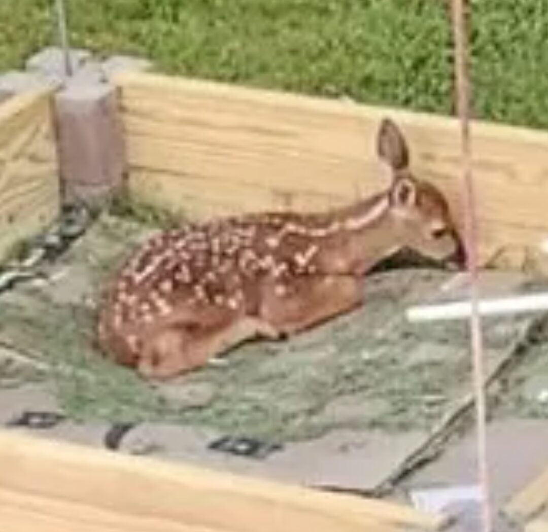 A young deer rests inside a wooden gardening enclosure