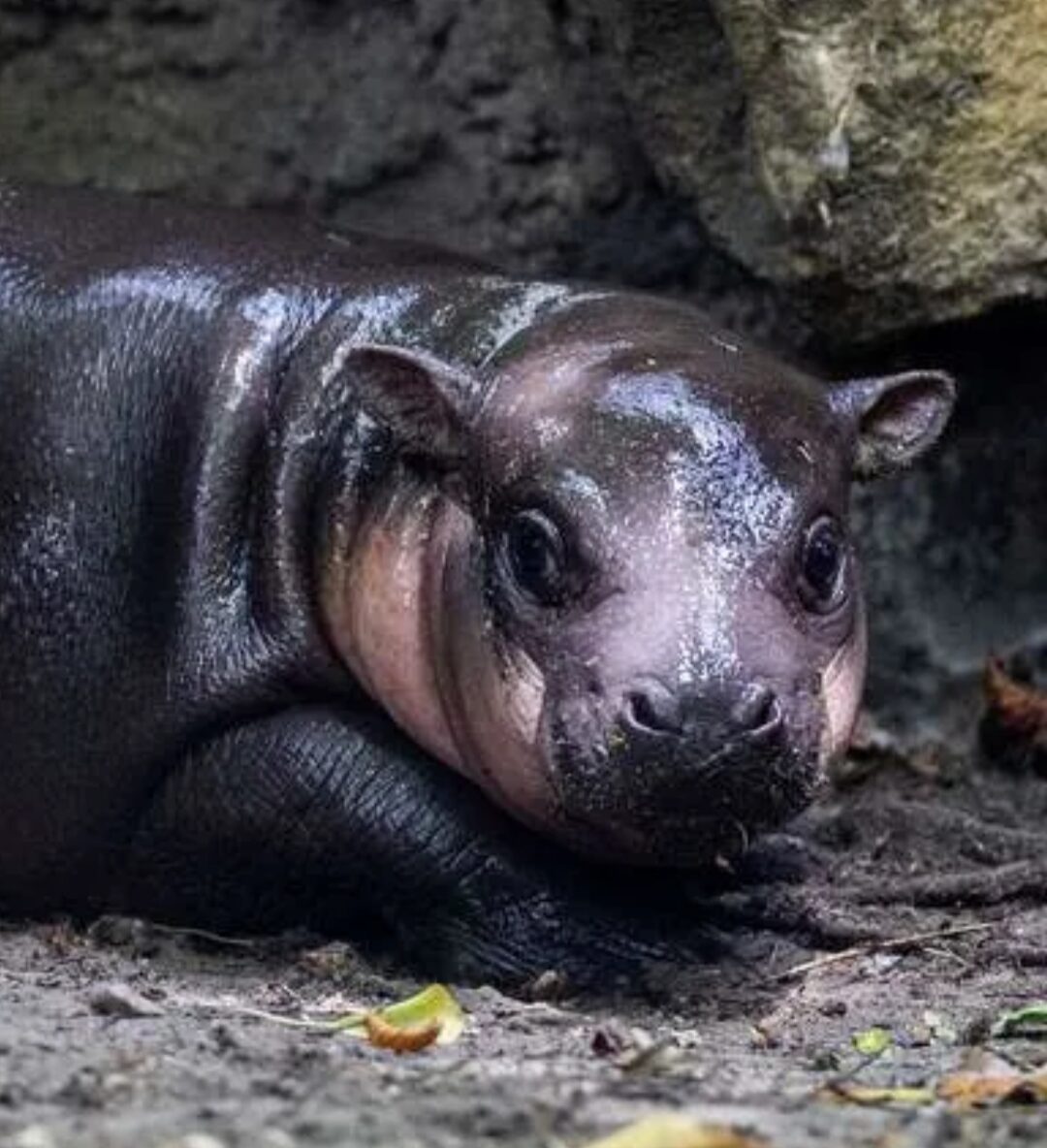 A newborn baby hippo looks nervously to one side