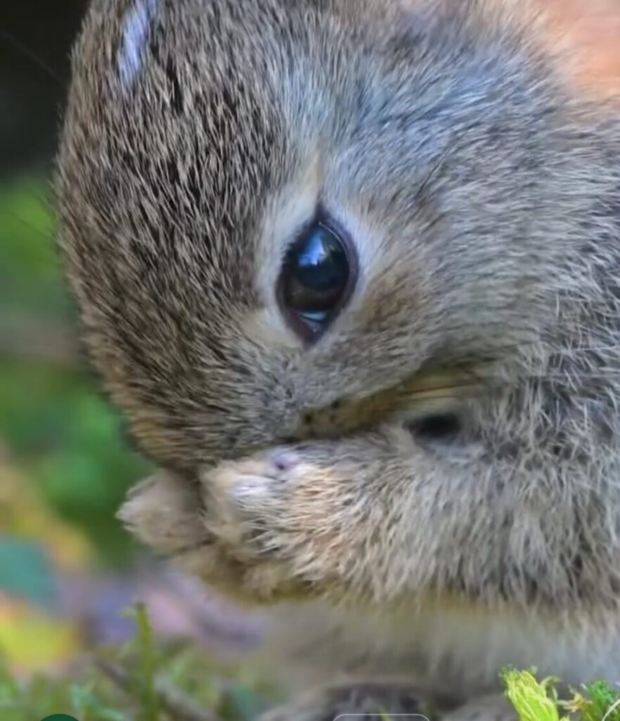 Close up photograph of a young wild rabbit washing its face with its paws.