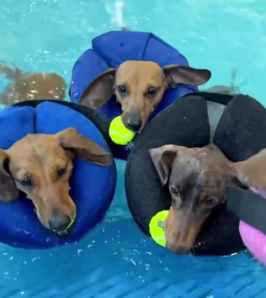 Three dachshund dogs wearing inflatable floating collars swim together in the water holding yellow tennis balls in their mouths.
