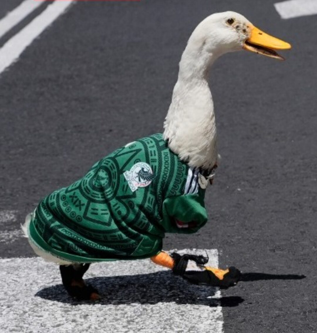 A duck wearing a green soccer jersey walks on the road
