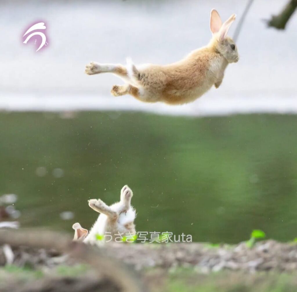 A rabbit leaping in the air. Below, a second rabbit has tumbled onto its back.