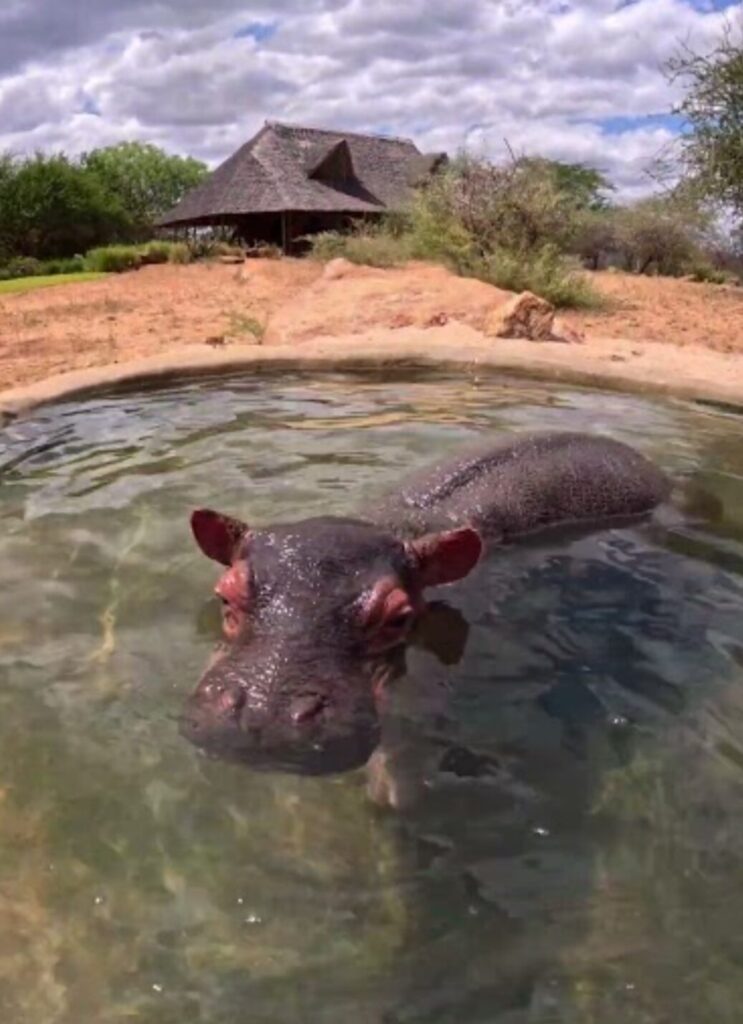A baby hippopotamus floats in a small pool in the ground. In the distance there is a house with a dark roof.