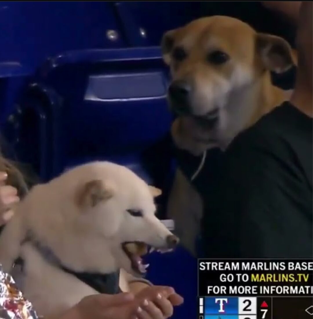 A dog in the foreground eats a snack offered by its owners, while another dog in the background looks sad.