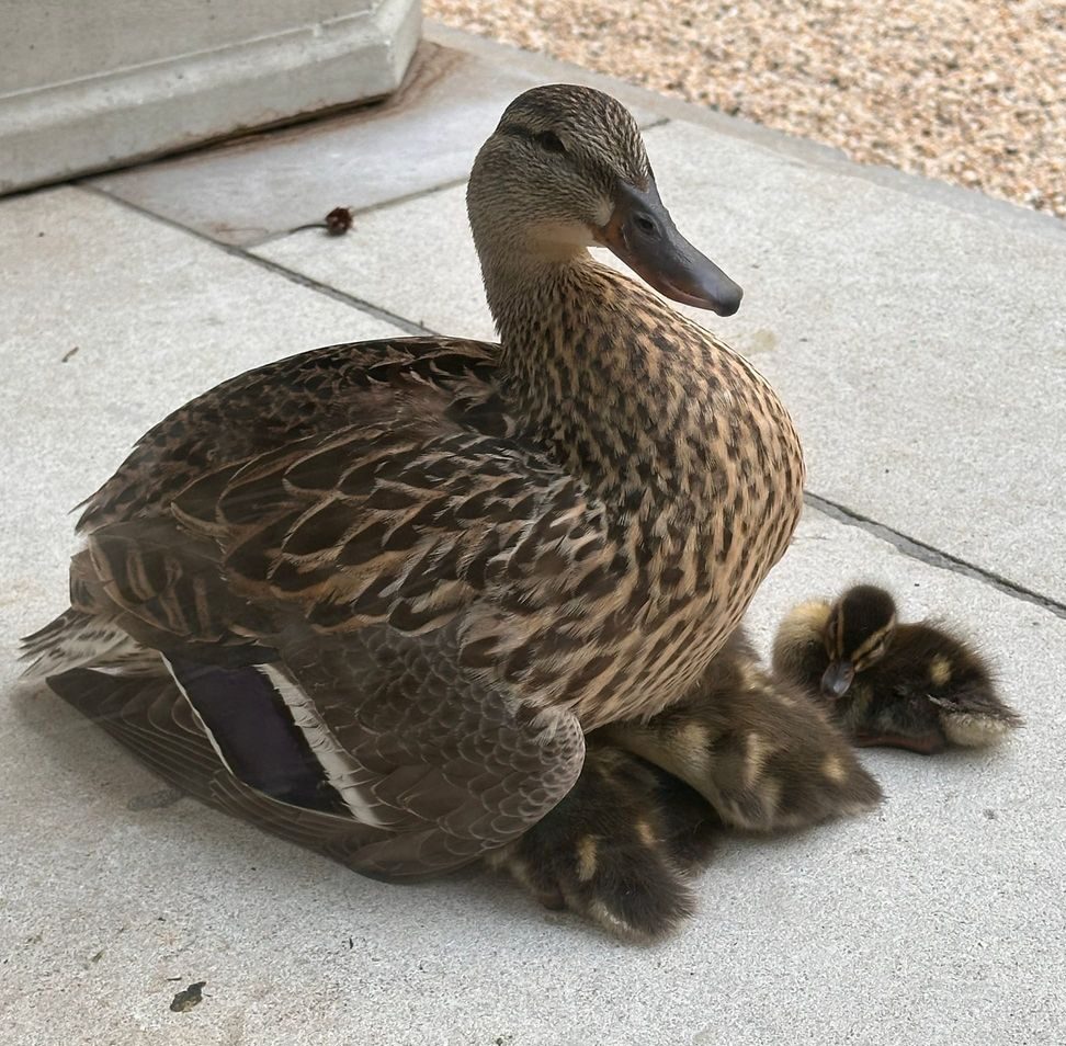 A group of ducklings huddle underneath their mama duck
