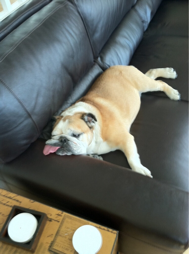 A bulldog sleeps on a sofa. The dog's tongue is draped across the armrest.