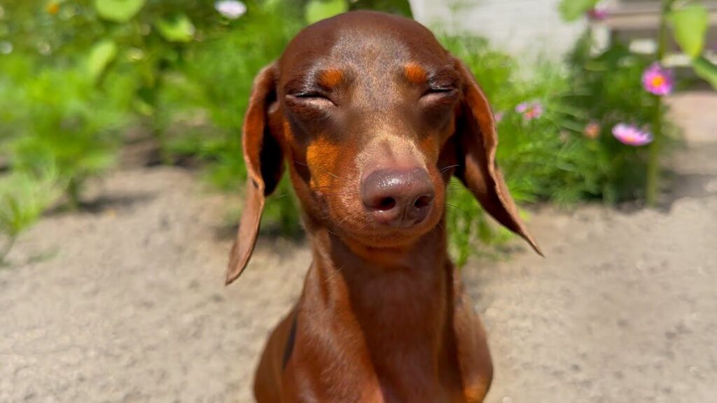 The face of a brown dachshund dog with a garden of green plants in the background