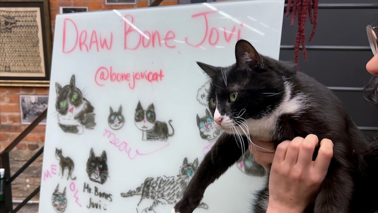 A cat is held in front of a white board displaying drawings of itself