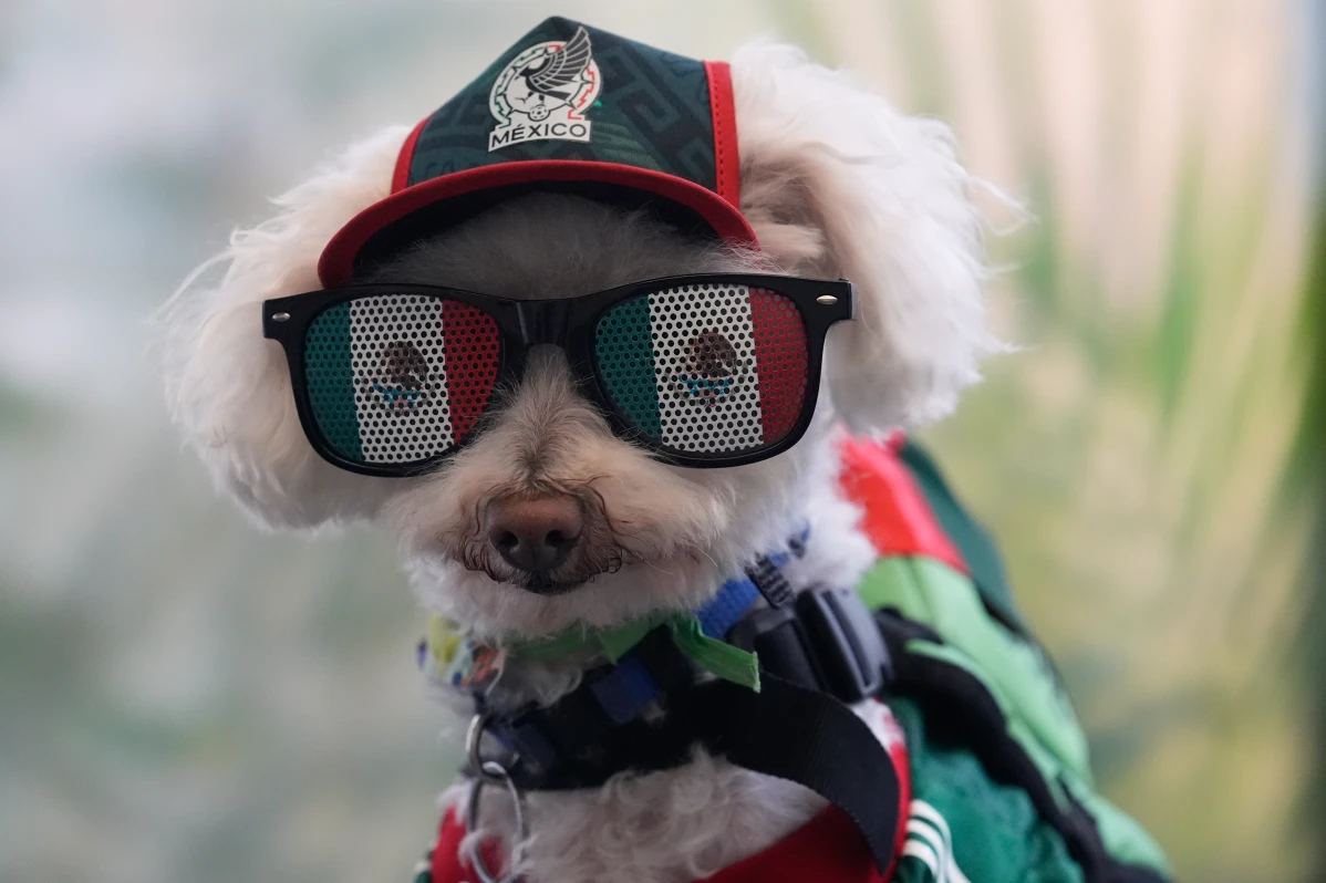 a small dog with curly white fur wears a green cap and bandana, with oversized novelty sunglasses displaying the flag of Mexico on each lens.