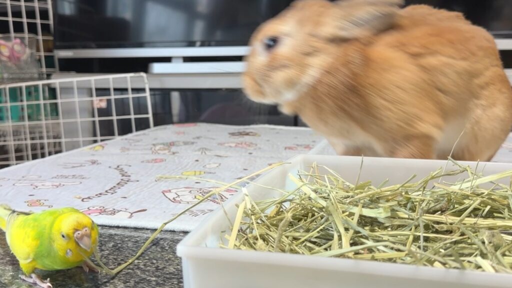 A green and yellow parakeet and a light brown rabbit stand together on a table near a plastic tray full of hay. The bird is enjoying a piece of hay while the rabbit appears to be leaving.