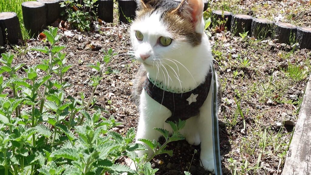 a cat with white fur sits in an outdoor area wearing a harness with a star on the chest