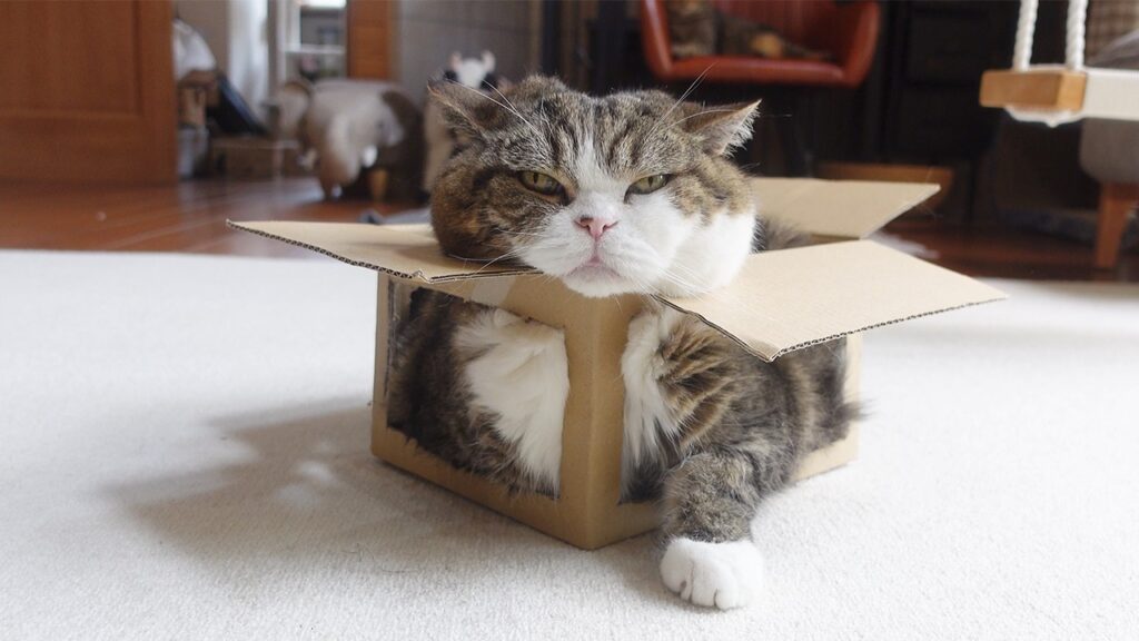 Maroon the famous cat sits inside a cardboard box on the floor. The sides of the box have been cut away and his left paw sticks out through one of the openings.